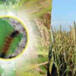 Crops Farming Tips: फसलों को कीटों से बचाने के लिए करें ये उपाय