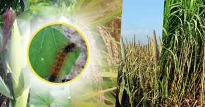 Crops Farming Tips: फसलों को कीटों से बचाने के लिए करें ये उपाय Crops Farming Tips: फसलों को कीटों से बचाने के लिए करें ये उपाय