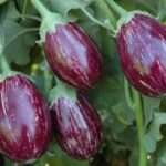 Eggplant Farming: केले की मदद से उगाएं बैंगन के पौधे, जानें कैसे