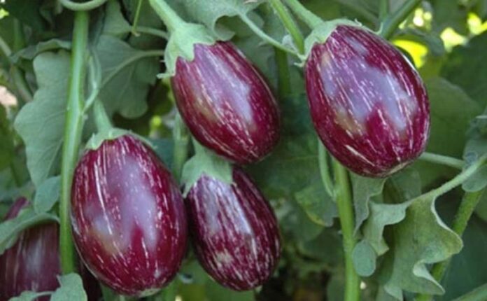 Eggplant Farming: केले की मदद से उगाएं बैंगन के पौधे, जानें कैसे Eggplant Farming: केले की मदद से उगाएं बैंगन के पौधे, जानें कैसे
