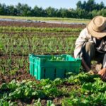 Farming Tips: सर्दियों में वो मिक्स एंड मैच फॉमूर्ला जो मिट्टी को बनाएगा हेल्दी, किसान होंगे ‘वेल्दी’