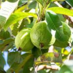 Guava Farming: सर्दियों में ये टिप्स बढ़ा देंगे अमरूद की उपज और क्वालिटी