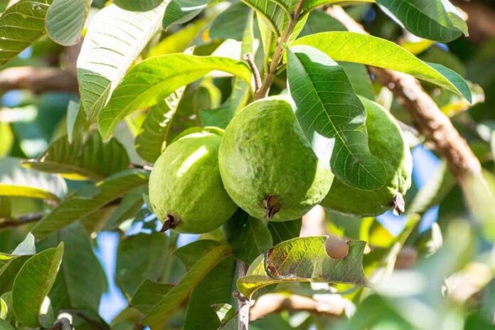 Guava Farming: सर्दियों में ये टिप्स बढ़ा देंगे अमरूद की उपज और क्वालिटी