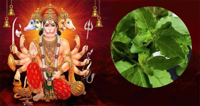 Hanuman Ji Tulsi Upay: हनुमानजी को लगाएं तुलसी के पत्ते का भोग और पहनाएं माला