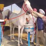 Kurukshetra News: कुरुक्षेत्र के पिहोवा पशु मेले में पहुंचा 1 करोड़ का घोड़ा