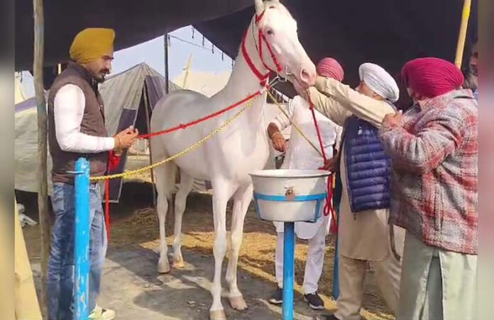 Kurukshetra News: कुरुक्षेत्र के पिहोवा पशु मेले में पहुंचा 1 करोड़ का घोड़ा Kurukshetra News: कुरुक्षेत्र के पिहोवा पशु मेले में पहुंचा 1 करोड़ का घोड़ा