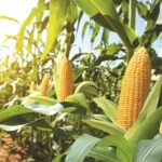 Maize Farming: रबी मक्का में ठंड का बढ़ा असर