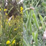 Mustard Farming Tips: सरसों पर मंडरा रहा इन कीट और रोगों का खतरा