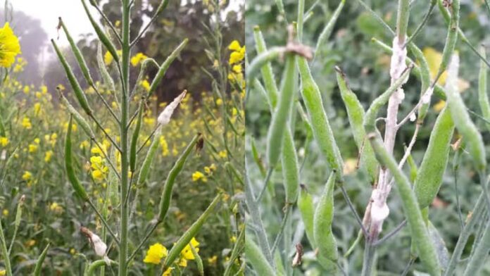Mustard Farming Tips: सरसों पर मंडरा रहा इन कीट और रोगों का खतरा Mustard Farming Tips: सरसों पर मंडरा रहा इन कीट और रोगों का खतरा