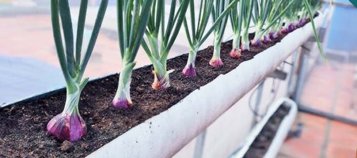 Onion Farming: जानें कैसे पीवीसी पाइप में उगाए हरा प्याज Onion Farming: जानें कैसे पीवीसी पाइप में उगाए हरा प्याज