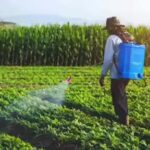 Organic Farming: बेसन-छाछ का देसी फॉर्मूला, खर्चा कम, कीट खत्म