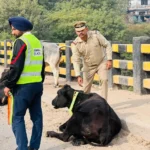 Panchkula Traffic Police has fitted reflective belts on animals on Thapli Road, ensuring the safety of both drivers and stray animals.