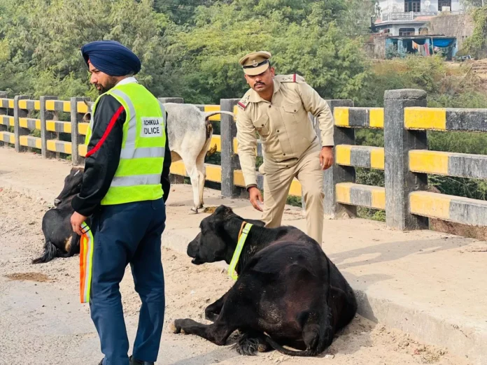 Panchkula Traffic Police has fitted reflective belts on animals on Thapli Road, ensuring the safety of both drivers and stray animals. Panchkula Traffic Police has fitted reflective belts on animals on Thapli Road, ensuring the safety of both drivers and stray animals.