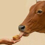 Paush Month Upay: जानें पौष माह में रोजाना गाय को गुड़ खिलाने के फायदे