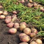 Potato Crop: आलू की फसल को चौपट कर देंगे ये 3 कीट और रोग