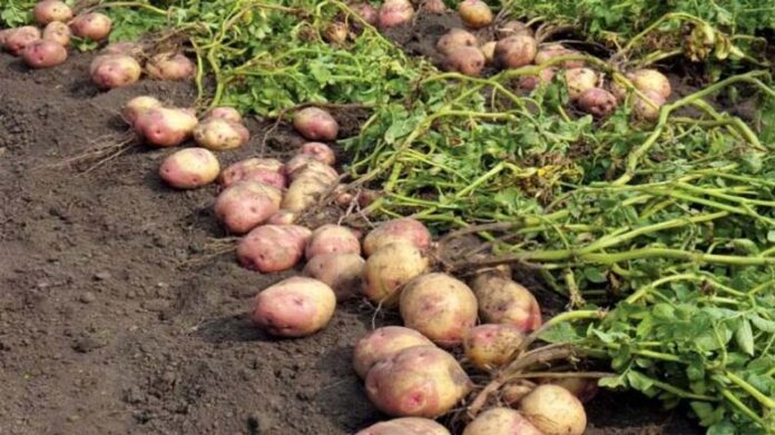 Potato Crop: आलू की फसल को चौपट कर देंगे ये 3 कीट और रोग Potato Crop: आलू की फसल को चौपट कर देंगे ये 3 कीट और रोग