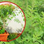 Tulsi Care: जानें दिसंबर-जनवरी के मौसम में तुलसी की देखभाल कैसे करें