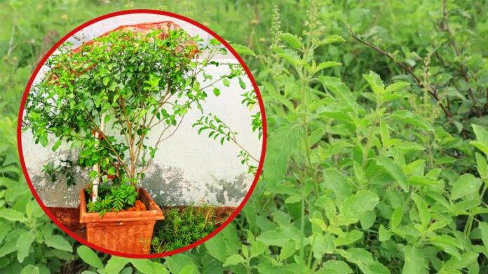 Tulsi Care: जानें दिसंबर-जनवरी के मौसम में तुलसी की देखभाल कैसे करें Tulsi Care: जानें दिसंबर-जनवरी के मौसम में तुलसी की देखभाल कैसे करें