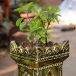Tulsi Puja: सफला एकादशी पर इस विधि से करें देवी तुलसी की पूजा