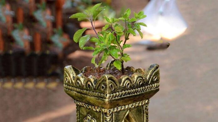 Tulsi Puja: सफला एकादशी पर इस विधि से करें देवी तुलसी की पूजा Tulsi Puja: सफला एकादशी पर इस विधि से करें देवी तुलसी की पूजा