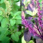 Tulsi Puja Niyam: जानें घर में कृष्ण और राम तुलसी क्यों रखनी चाहिए