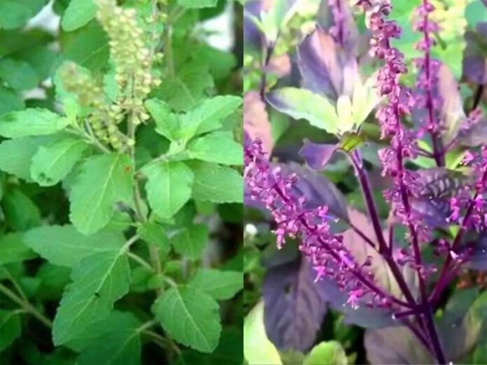 Tulsi Puja Niyam: जानें घर में कृष्ण और राम तुलसी क्यों रखनी चाहिए Tulsi Puja Niyam: जानें घर में कृष्ण और राम तुलसी क्यों रखनी चाहिए