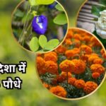 Vastu Good Luck Plants: घर की उत्तर-पूर्व दिशा में रखें ये 5 पौधे