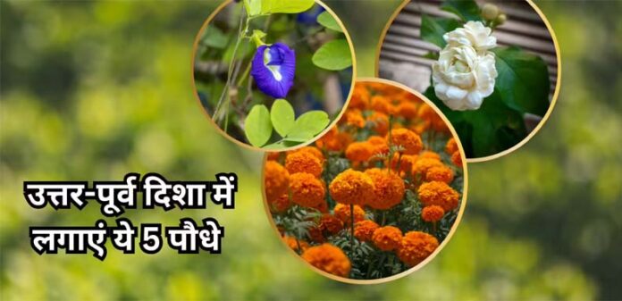 Vastu Good Luck Plants: घर की उत्तर-पूर्व दिशा में रखें ये 5 पौधे Vastu Good Luck Plants: घर की उत्तर-पूर्व दिशा में रखें ये 5 पौधे