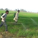 Wheat Weed: 50% तक उपज घटा सकता है गेहूं का हमशक्ल गुल्ली डंडा