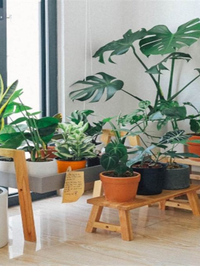 Home Gardening: इन इंडोर प्लांट्स को धूप में न रखें, वरना जल जाएंगे पत्ते